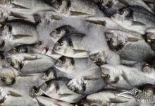 Çiftlik (kültür) çipurası