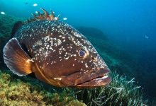 orfoz balığı avlanması yasaklandı